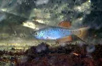 Togo Killifish (Nothobranchius thierryi)