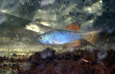 Togo Killifish (Nothobranchius thierryi)