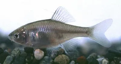 Tokyo bitterling (Tanakia tanago)