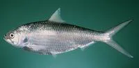 Toli shad (Tenualosa toli)
