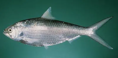 Toli shad (Tenualosa toli)