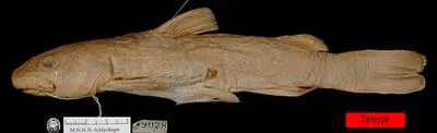 Tollo (Diplomystes chilensis)