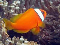 Tomato clownfish (Amphiprion frenatus)