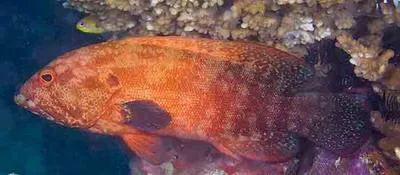 Tomato hind (Cephalopholis sonnerati)