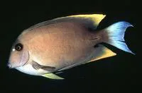 Tomini surgeonfish (Ctenochaetus tominiensis)