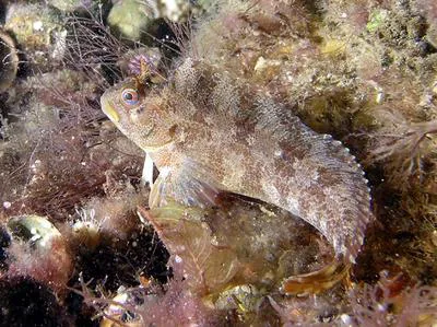 Tompot blenny (Parablennius gattorugine)