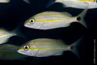 Tomtate grunt (Haemulon aurolineatum)
