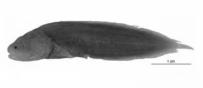 Tonga coralbrotula (Diancistrus tongaensis)