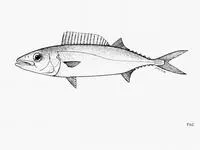 Tonga escolar (Tongaichthys robustus)