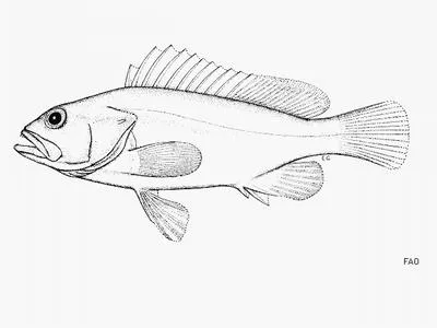 Tonga grouper (Epinephelus chlorocephalus)