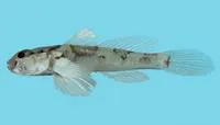 Tongareva goby (Cabillus tongarevae)