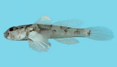 Tongareva goby (Cabillus tongarevae)