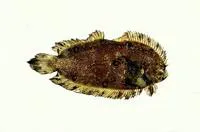 Tongue flatfish (Plagiopsetta glossa)