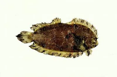 Tongue flatfish (Plagiopsetta glossa)