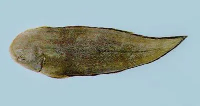Tongue sole (Cynoglossus semilaevis)