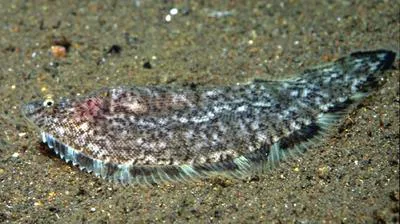 Tonguesole (Symphurus nigrescens)