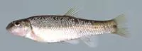 Tonguetied minnow (Exoglossum laurae)
