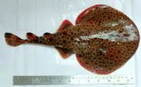 Tonkin numbfish (Narcine prodorsalis)