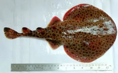 Tonkin numbfish (Narcine prodorsalis)