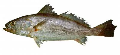 Tonkin weakfish (Cynoscion similis)