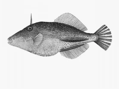 Toothbrush leatherjacket (Acanthaluteres vittiger)