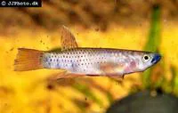 Toothed carp (Epiplatys chaperi)