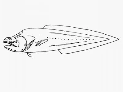 Toothed Cuban cusk-eel (Lucifuga dentata)