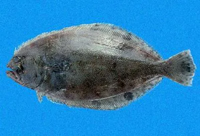 Toothed flounder (Cyclopsetta querna)