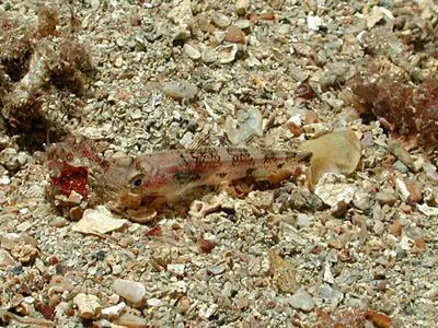 Toothed goby (Deltentosteus collonianus)