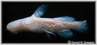 Toothless blindcat (Trogloglanis pattersoni)