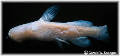 Toothless blindcat (Trogloglanis pattersoni)