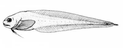 Toothless snailfish (Paraliparis paucidens)