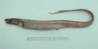 Toothy conger (Bathycongrus odontostomus)