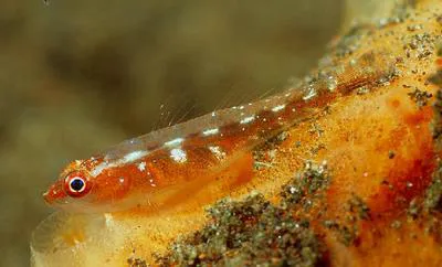 Toothy goby (Pleurosicya mossambica)