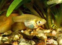 Toothy topminnow (Girardinus denticulatus)