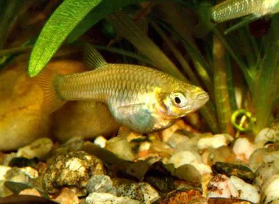 Toothy topminnow (Girardinus denticulatus)