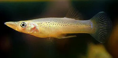 Top minnow (Belonesox belizanus)