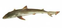 Tope shark (Galeorhinus galeus)