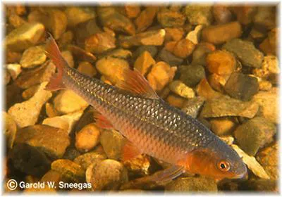 Topeka shiner (Notropis topeka)