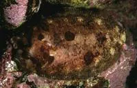 Topknot (Zeugopterus punctatus)