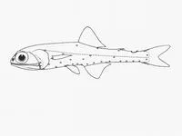 Topside lampfish (Notolychnus valdiviae)