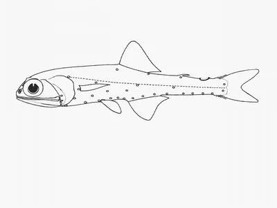Topside lampfish (Notolychnus valdiviae)