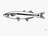 Topsmelt silverside (Atherinops affinis)