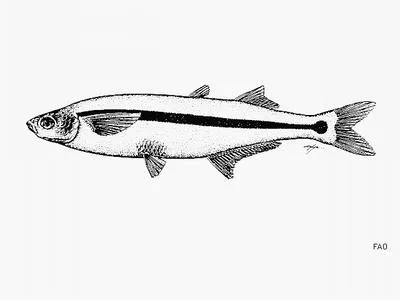 Topsmelt silverside (Atherinops affinis)