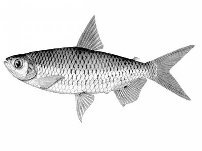 Torpedo robber (Alestes macrophthalmus)