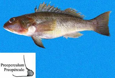Torpedo sand perch (Diplectrum maximum)
