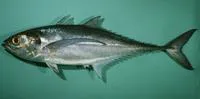 Torpedo scad (Megalaspis cordyla)