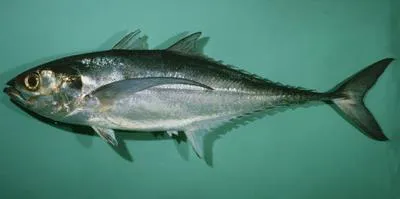 Torpedo scad (Megalaspis cordyla)