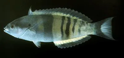 Torpedo wrasse (Pseudocoris heteroptera)