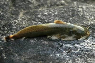 Torrent catfish (Parachiloglanis hodgarti)